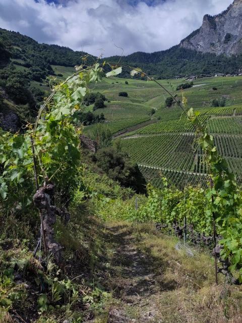 Manitas lance un appel : Aidez-nous à sauver une vigne des pesticides et à l’intégrer au jardin-forêt de notre association !